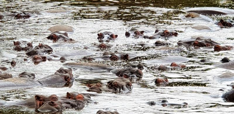 Hippo Pool Nairobi Kenia