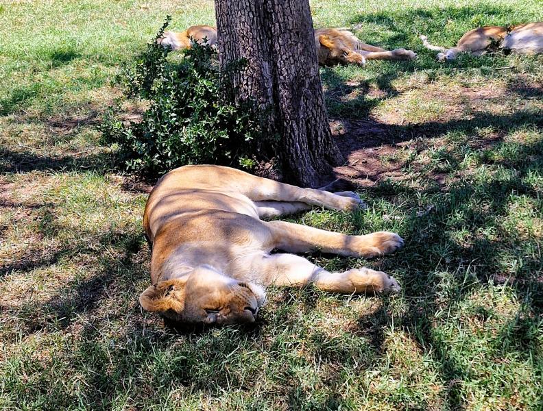 leeuwen slapend op de savanne